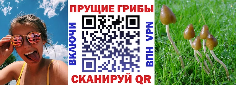 Псилоцибиновые грибы MAGIC MUSHROOMS  наркотики  Вязники 
